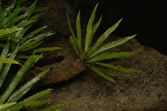Blechnum obtusatum