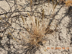 Eragrostis weberbaueri