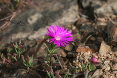 Lampranthus coralliflorus