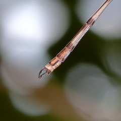 Indolestes tenuissimus