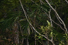 Chambeyronia divaricata