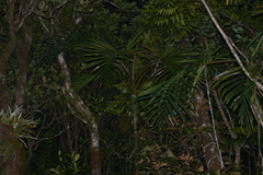 Chambeyronia divaricata