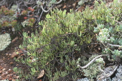 Lampranthus coralliflorus