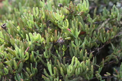 Lampranthus coralliflorus