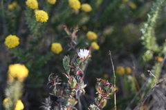 Lampranthus productus