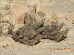 Haageocereus platinospinus