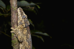 Rhacodactylus auriculatus