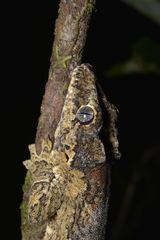 Rhacodactylus auriculatus