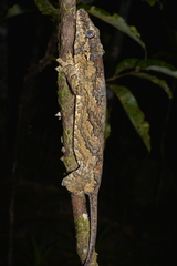 Rhacodactylus auriculatus