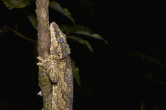 Rhacodactylus auriculatus