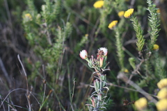 Lampranthus productus