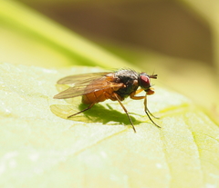 Phaonia rufiventris