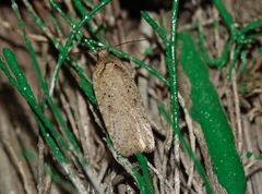Agonopterix scopariella