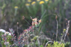 Lampranthus productus