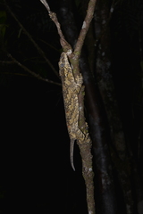 Rhacodactylus auriculatus