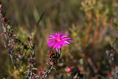 Lampranthus zeyheri