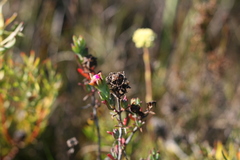 Lampranthus zeyheri