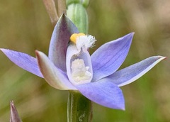 Thelymitra holmesii