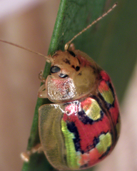 Paropsisterna gloriosa