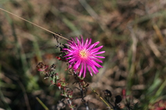 Lampranthus zeyheri