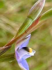Thelymitra holmesii