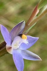 Thelymitra holmesii