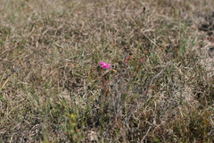 Lampranthus zeyheri