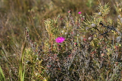 Lampranthus zeyheri