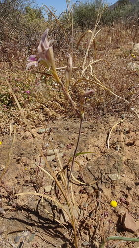 Image of Skull Glad by (c) Paul Emms, some rights reserved (CC BY-SA)