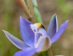 Thelymitra holmesii