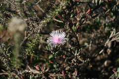Lampranthus algoensis
