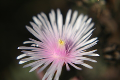 Lampranthus algoensis