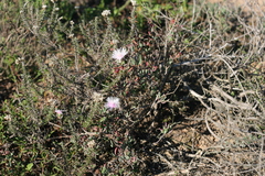Lampranthus algoensis