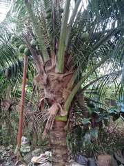 Cocos nucifera