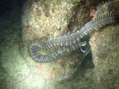 Euapta