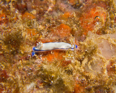 Hypselodoris peasei
