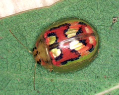 Paropsisterna gloriosa