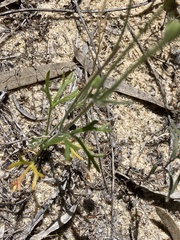 Actinotus leucocephalus