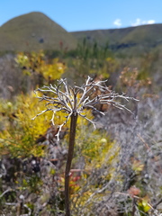 Dilatris corymbosa