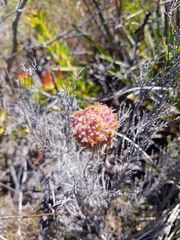 Dilatris corymbosa