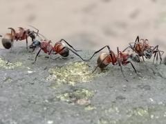 Polyrhachis bihamata