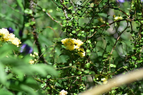 Rosa banksiae