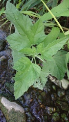 Althaea taurinensis