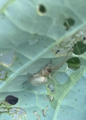 Cheiracanthium inclusum