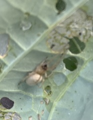 Cheiracanthium inclusum