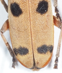 Eunidia batesii
