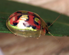 Paropsisterna gloriosa