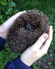Erinaceus roumanicus