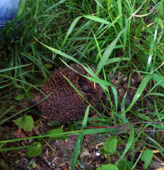 Erinaceus roumanicus