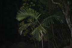 Chambeyronia divaricata